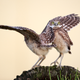 Illustration for article titled These Are the Winners of the 2015 Comedy Wildlife Awards